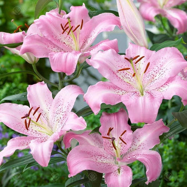 Companion Lily Light Pink Bulbs