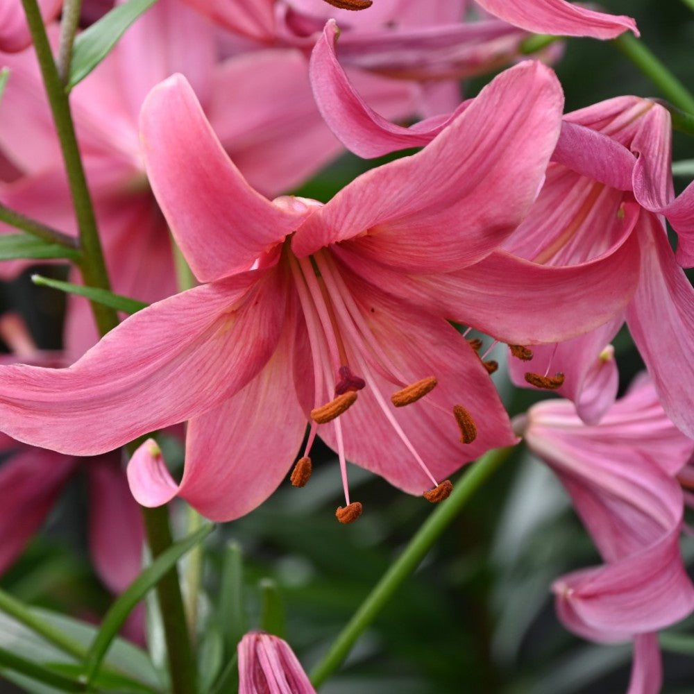 Tiger Lily- Pink Flight