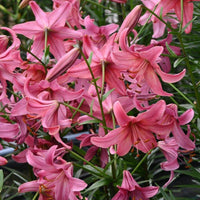 Tiger Lily- Pink Flight