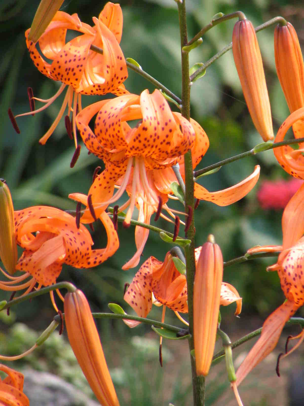 Tiger Lily- Henryi