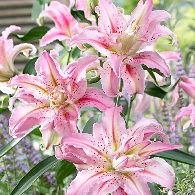 Companion Lily Light Pink Bulbs