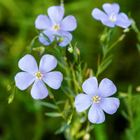 Blue Flax