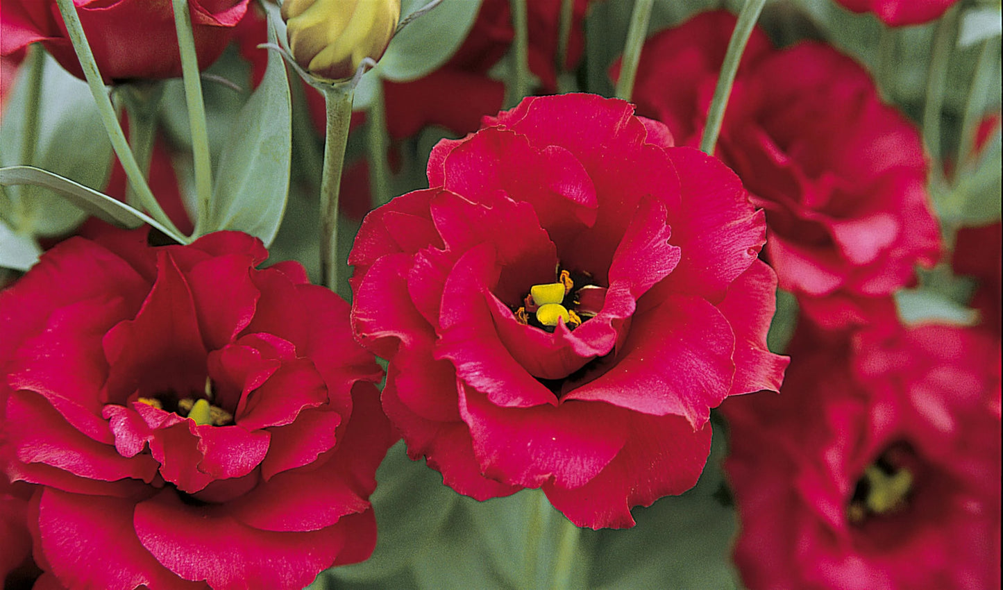 Arena III Red – Lisianthus Seed