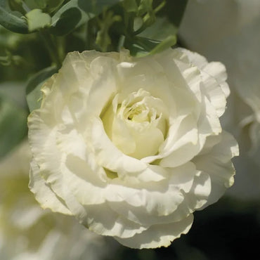 Mariachi Pure White Lisianthus