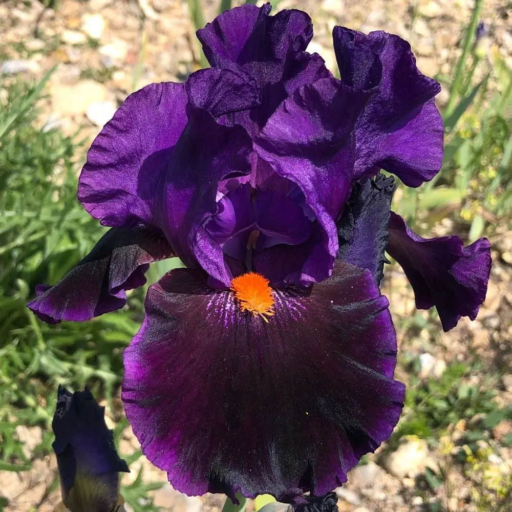 Transgalactic Bearded Iris