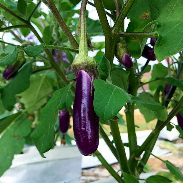 Brinjal Light Purple Long Organic Vegetable Seeds