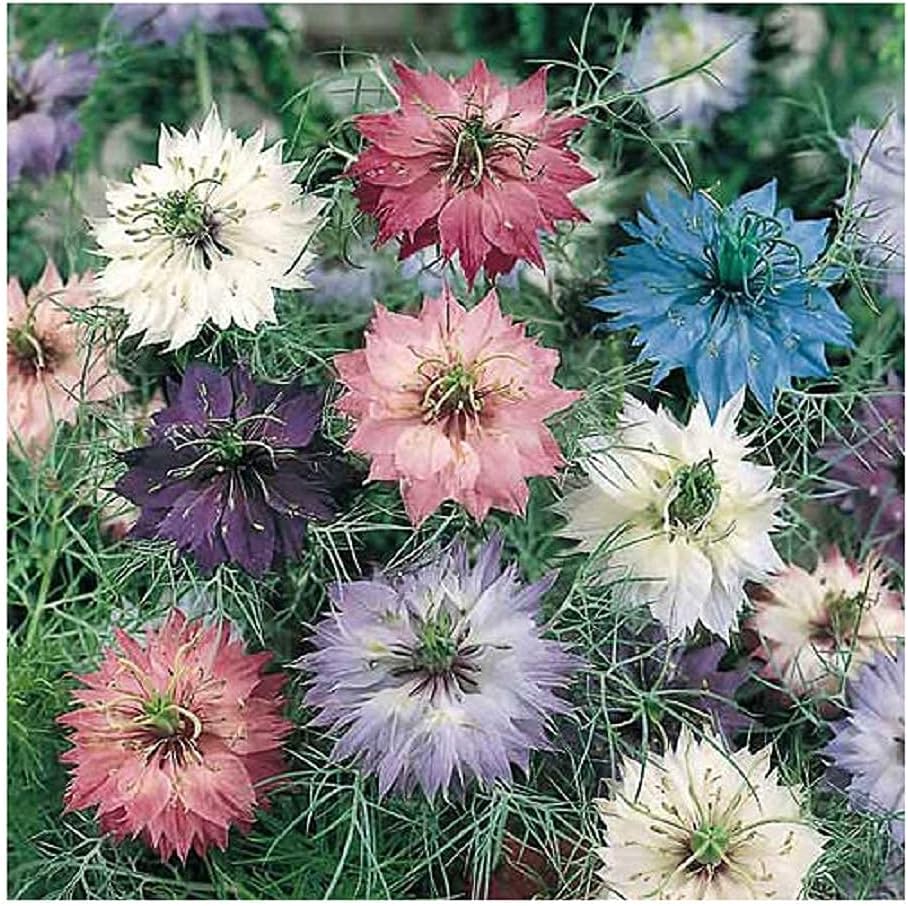 Love-In-A-Mist – Organic Nigella Seed