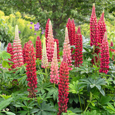 My Castle – Lupine Seed