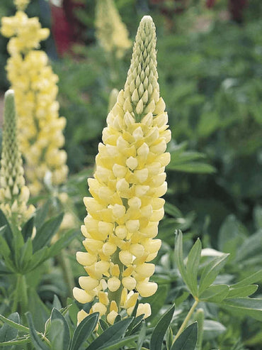 Chandelier – Lupine Seed