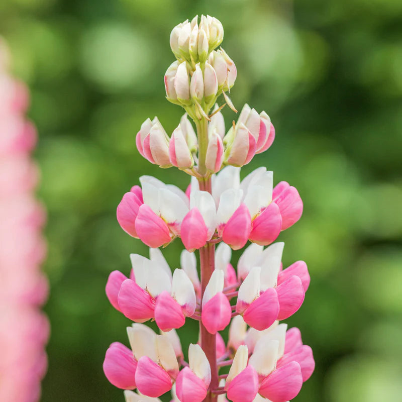 Chatelaine – Lupine Seed