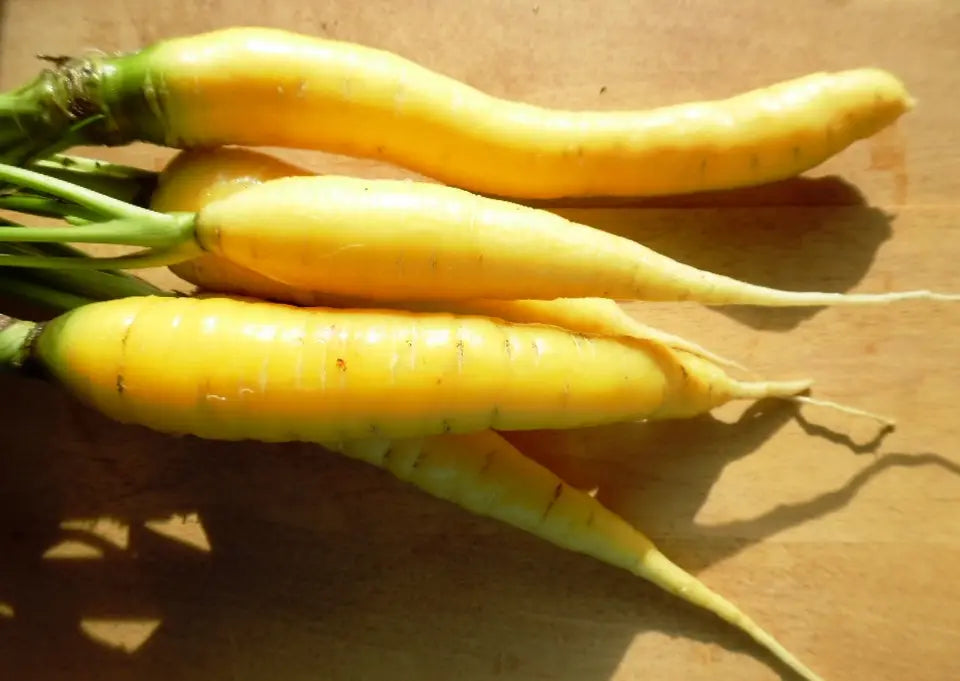 Yellow Moon – Yellow Carrot Seeds