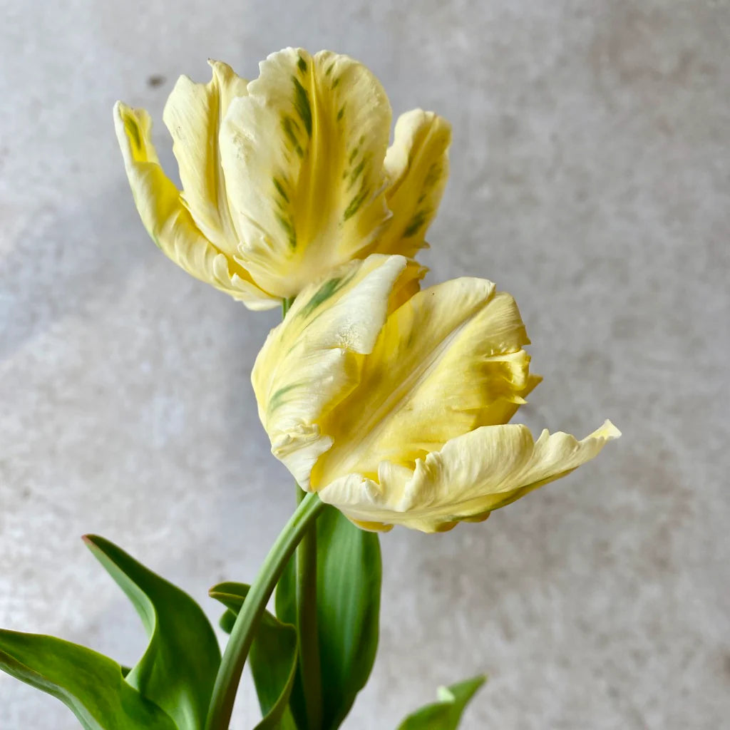 Yellow Madonna Parrot Tulip Seeds