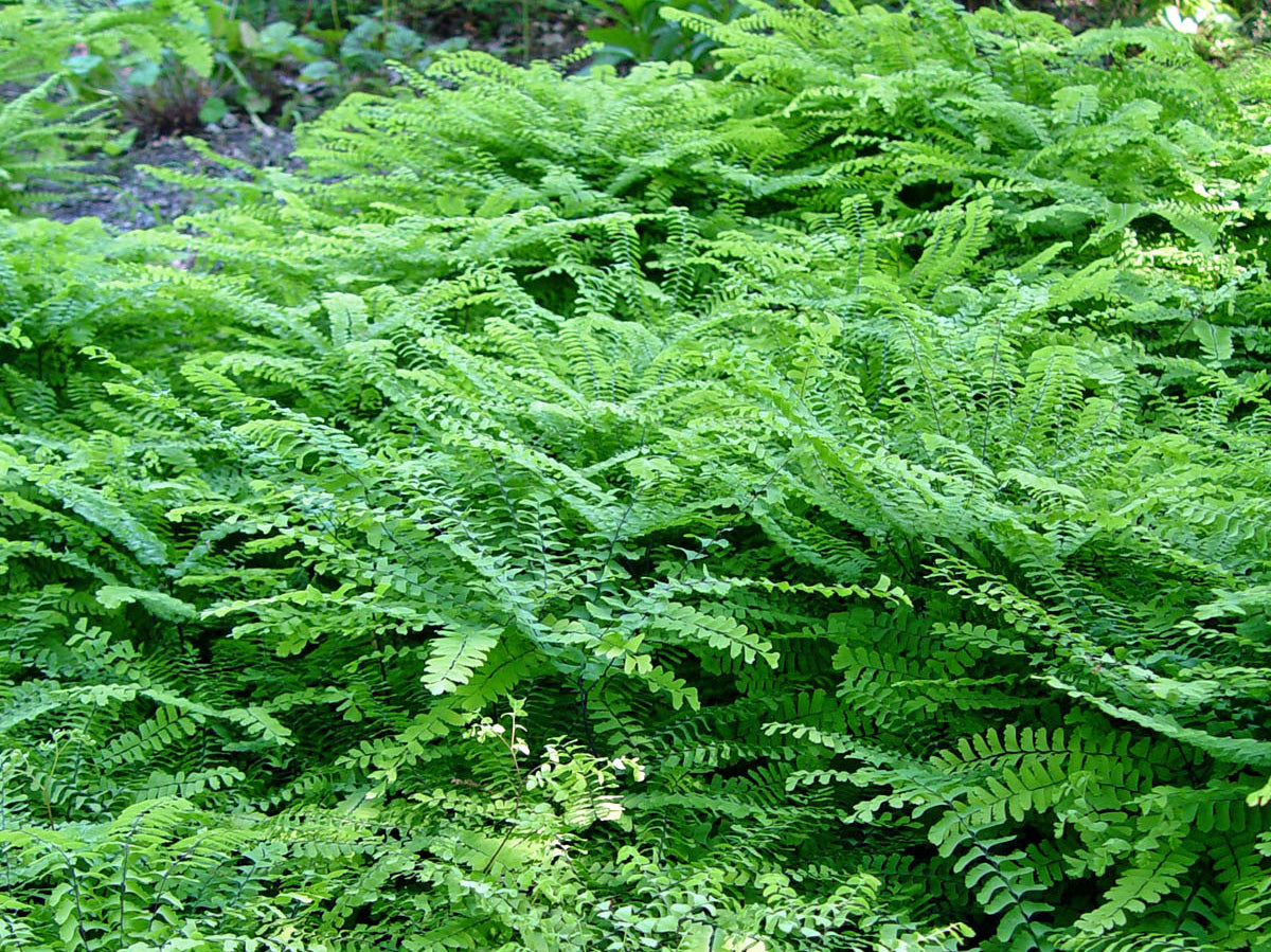 Maidenhair Hardy Fern