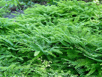 Maidenhair Hardy Fern