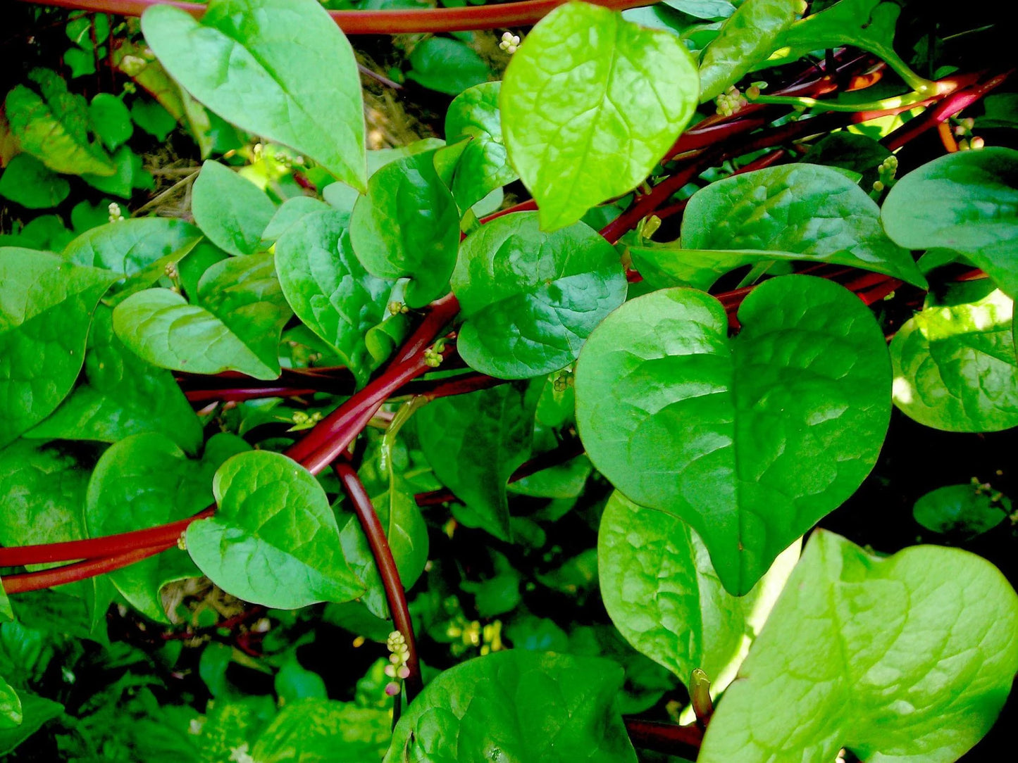 Malabar Spinach- Red