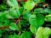 Malabar Spinach- Red