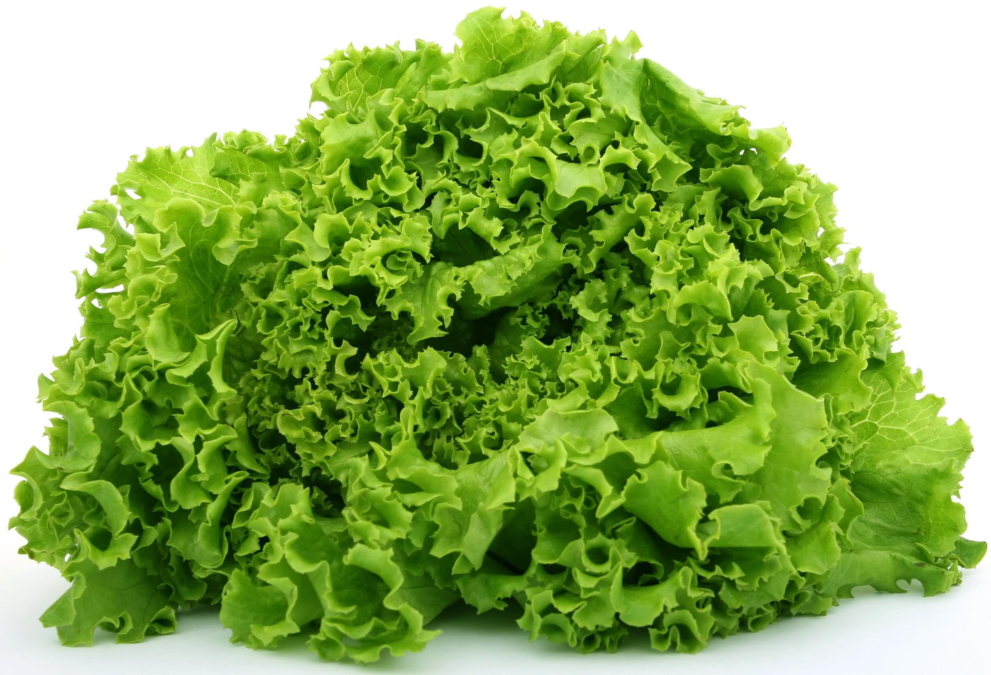 Tropicana – Lettuce Seed