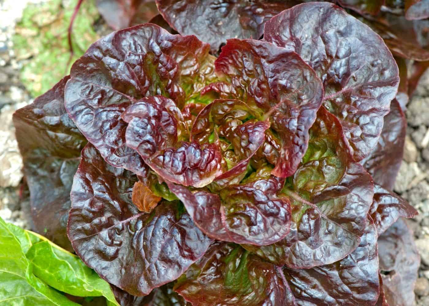 Lettuce- Marvel of Four Seasons