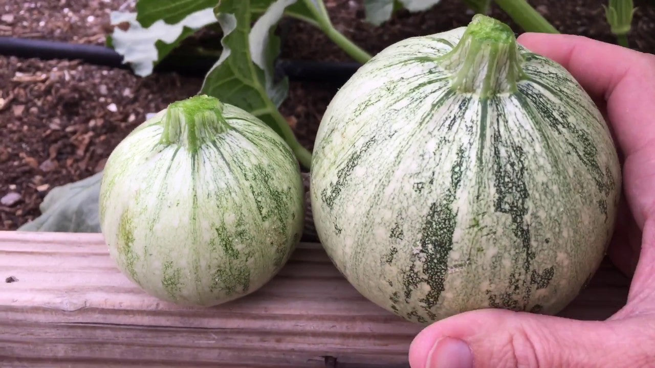 Zucchini- Ronde De Nice