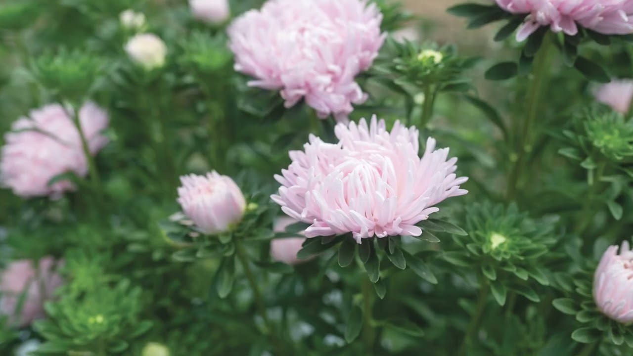 Soufflé Light Pink – China Aster Seed