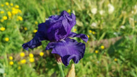 Blueberry Bliss Bearded Iris Seeds