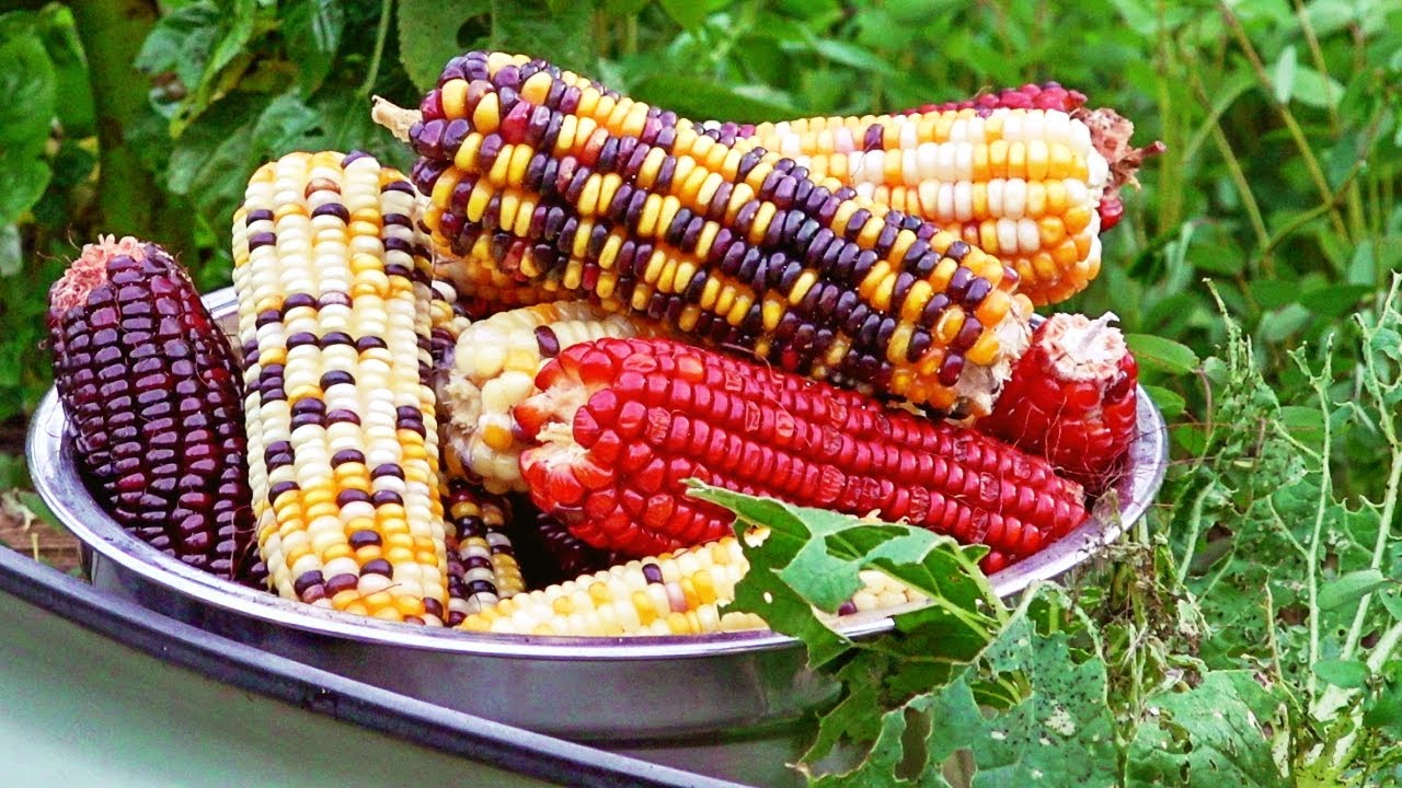 Corn, Maize- Multicoloured Aztec