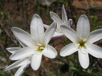 White Sparaxis Bulbs