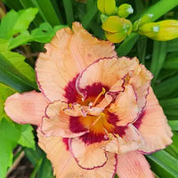 Tropical Island Reblooming Daylily