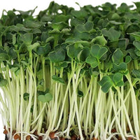 Spinach - Organic Microgreen Seeds