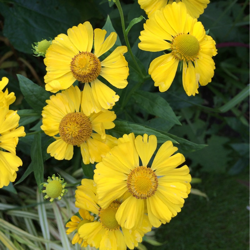 Butterpat Helenium