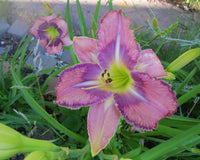 Mildred Mitchell Reblooming Daylily