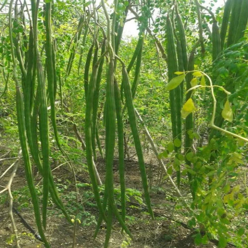 Drumsticks, Moringa Oleifera Vegetable Seeds