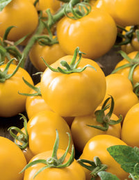 Tomato- Yellow Grosse Lisse