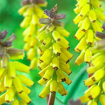 Muscari Grape Yellow Bulbs