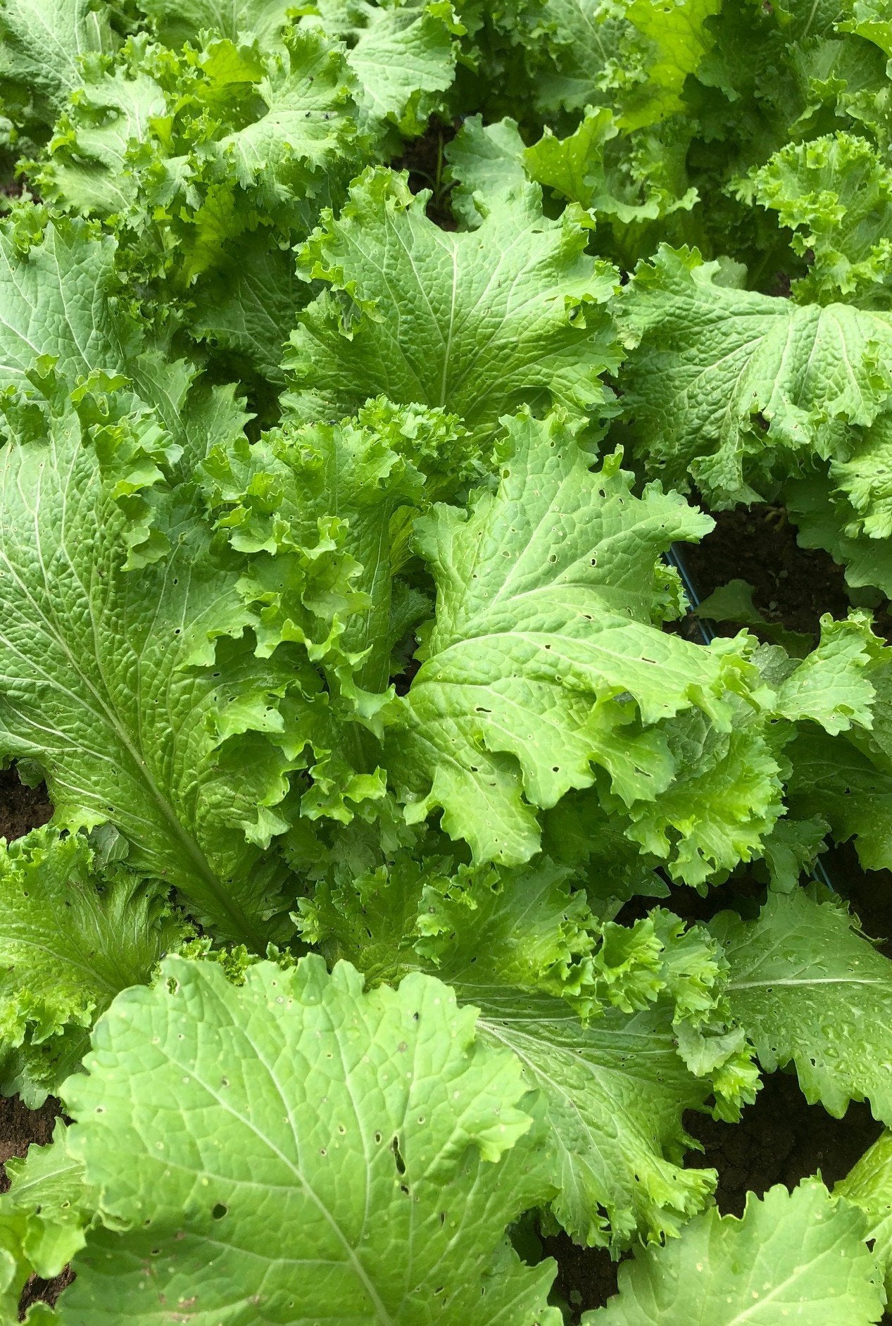 Mustard Greens- Ruffled Wasabina