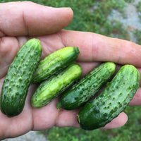 Cucumber- Paris Pickling