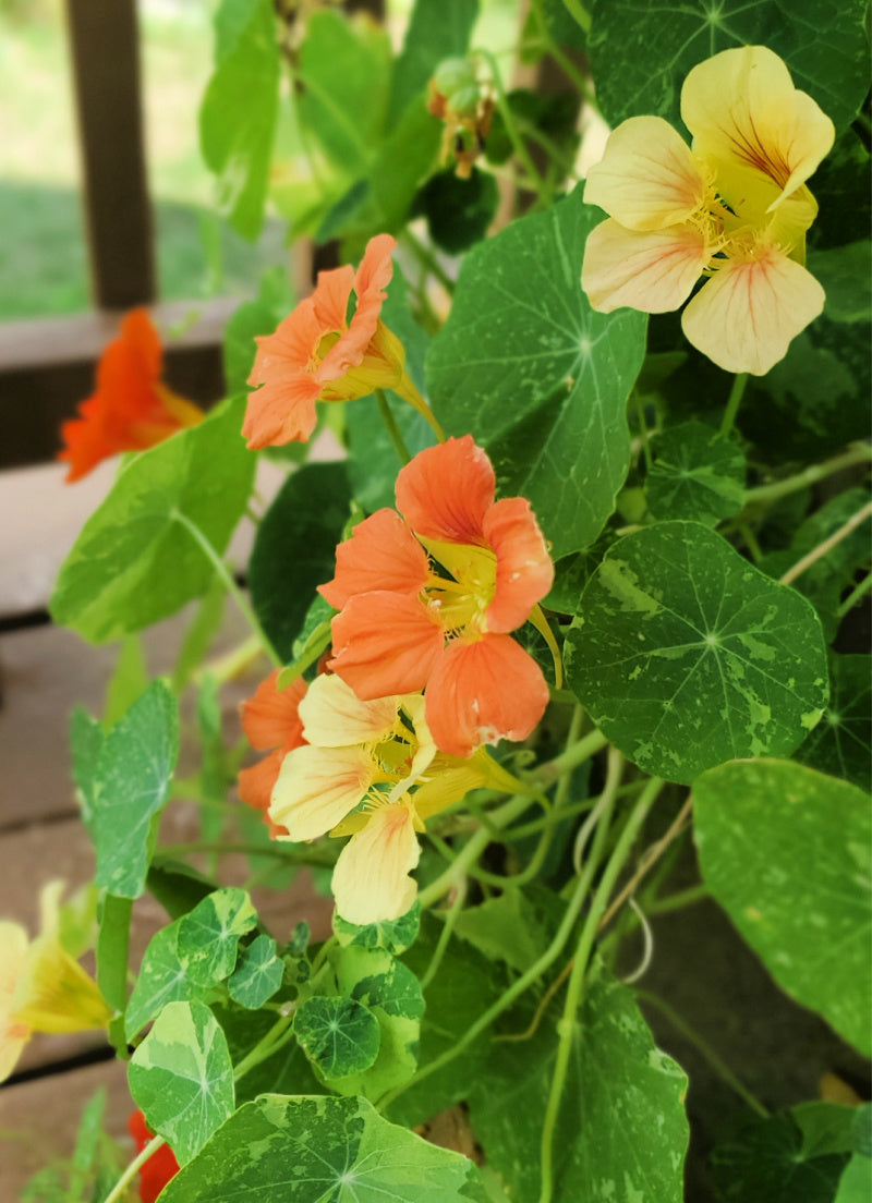 Kaleidoscope Mix – Organic Nasturtium Seed