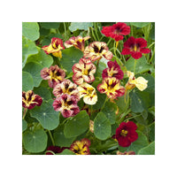 Bloody Mary – Nasturtium Seed