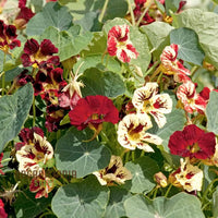 Bloody Mary – Nasturtium Seed