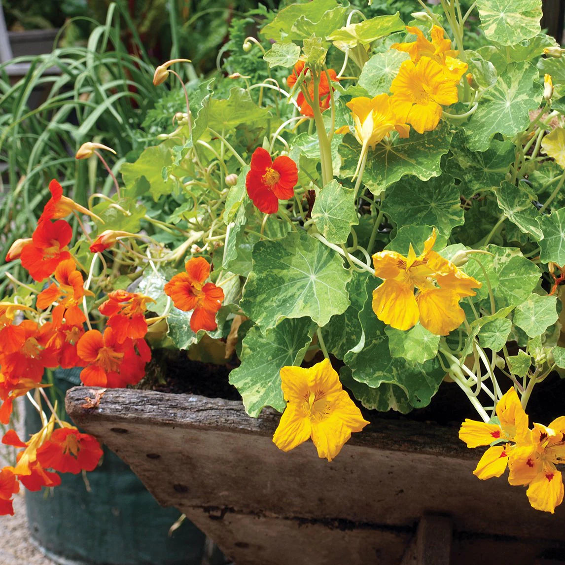 Trailing Nasturtium Mix – Flower Seed