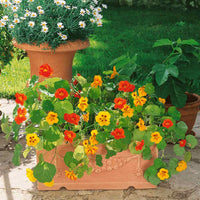 Jewel Mix – Nasturtium Seed