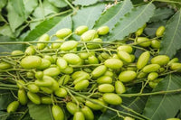 Azadirachta Indica, Neem - Seeds