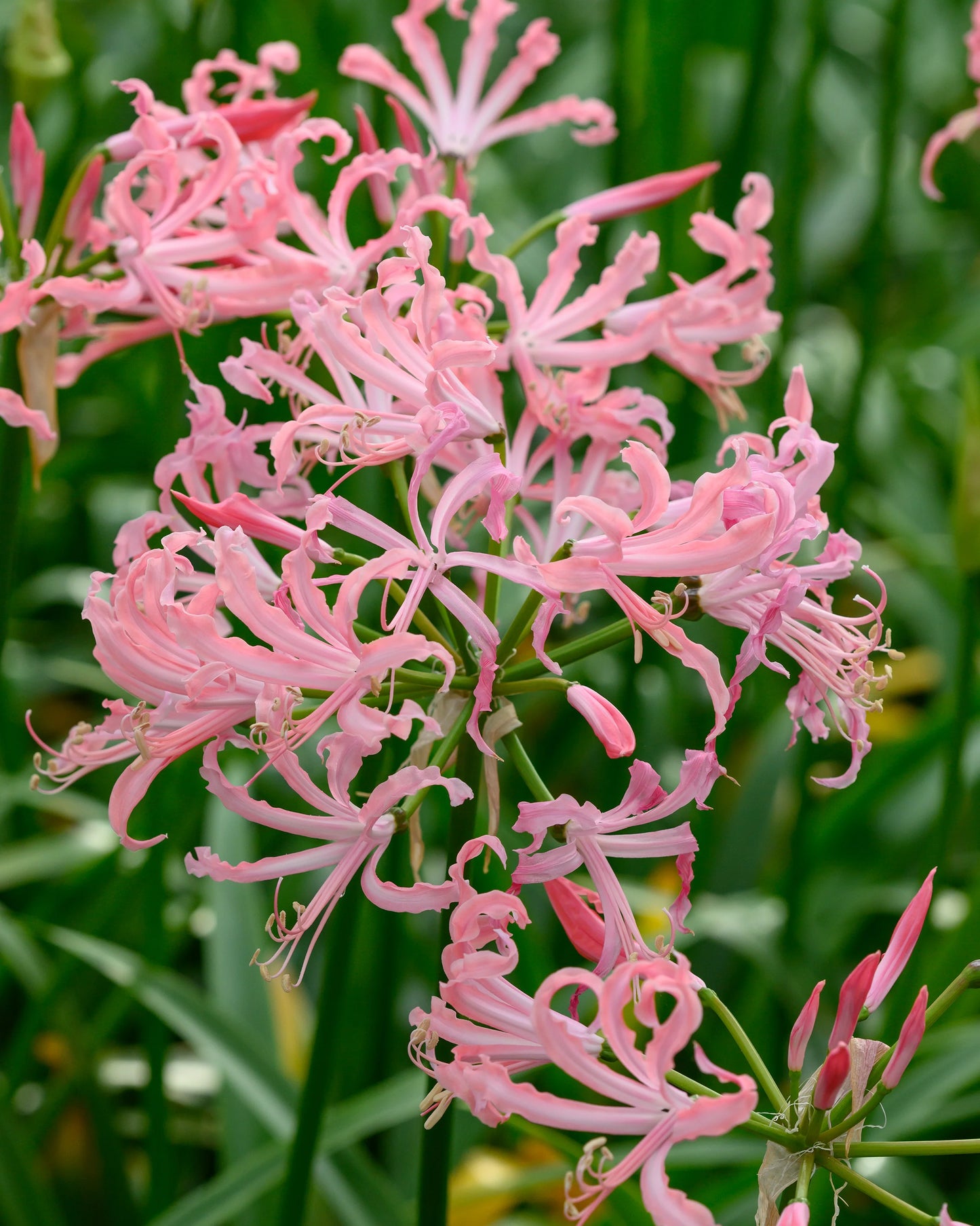 Nerine Lily Bulbs