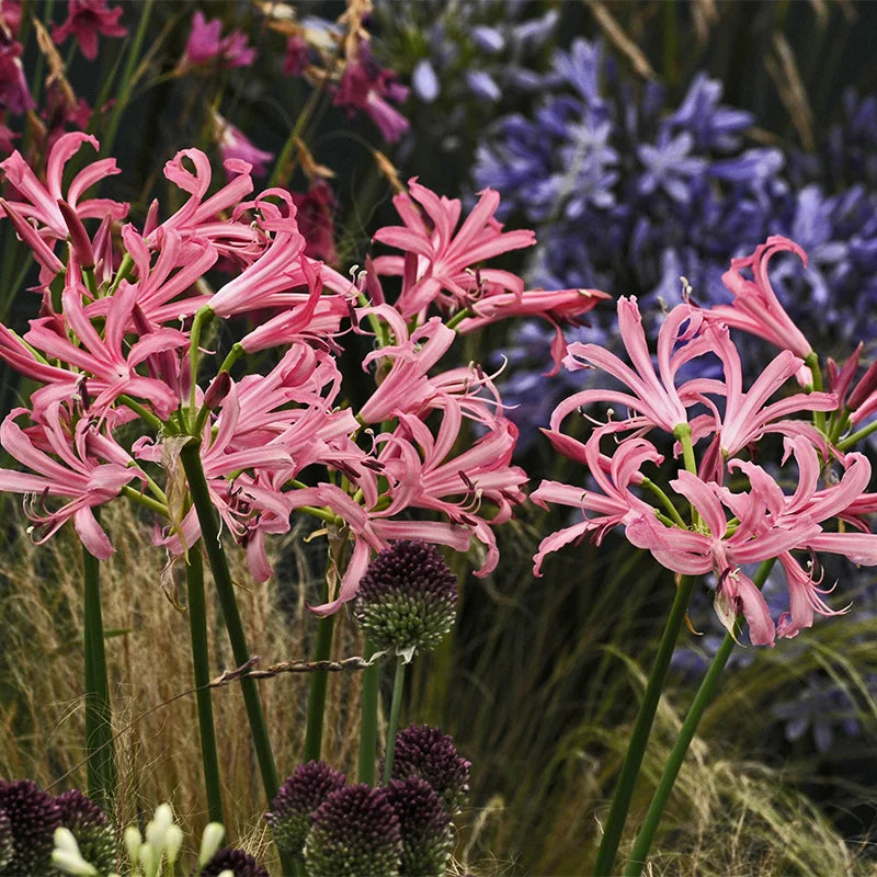 Nerine Lily Pink Bulb