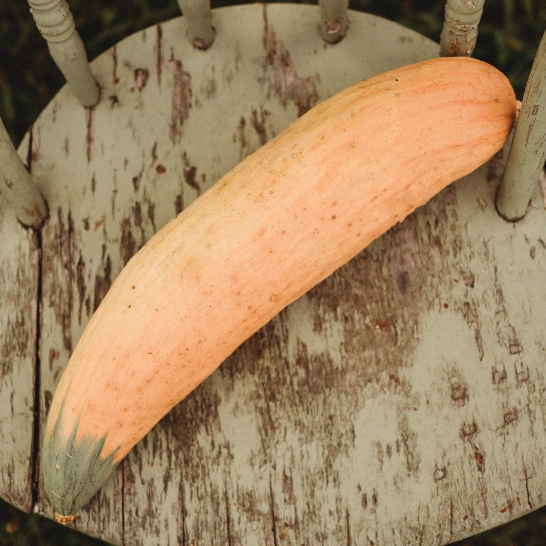 Winter Squash- North Georgia Candy Roaster