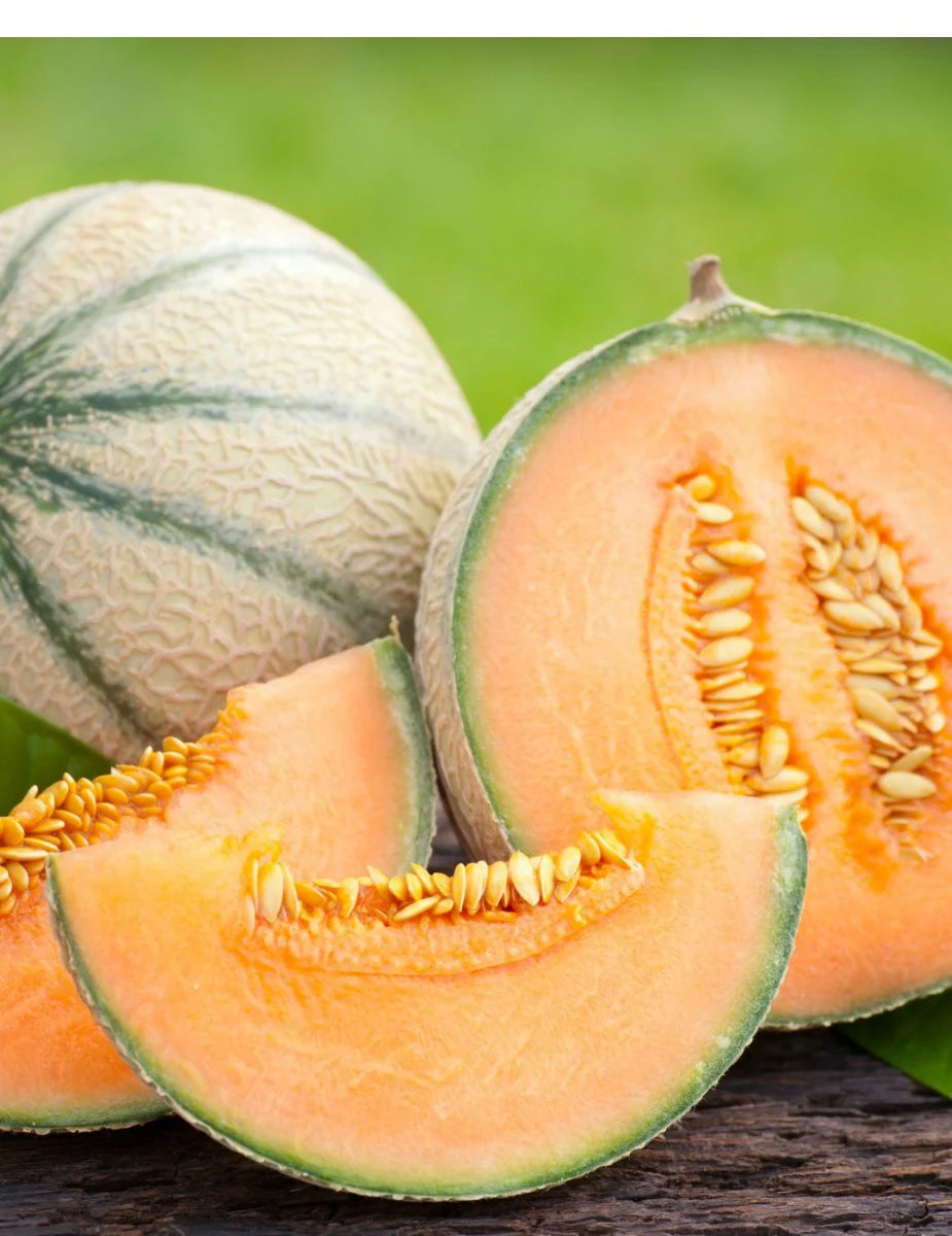 Rockmelon- Planters Jumbo