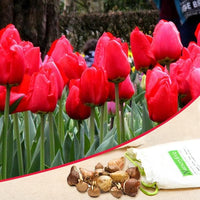 Tulip Parade Red Bulbs