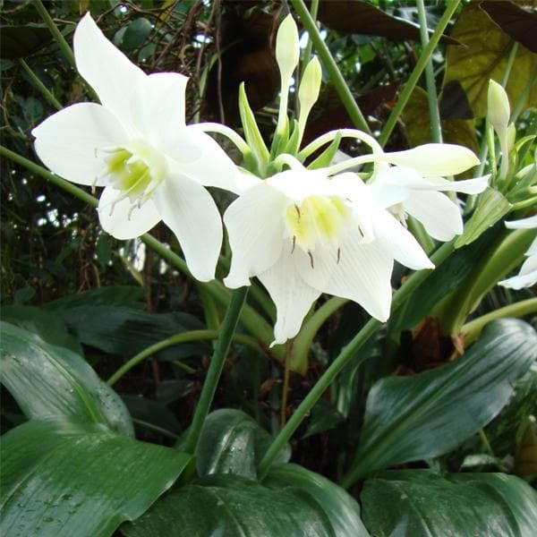 Amazon Lily Eucharis Lily Bulb