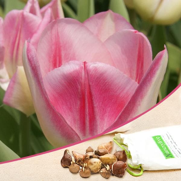 Tulip Alibi Pink Bulbs