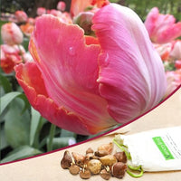 Tulip Salmon Parrot Pink Bulbs